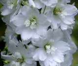 DELPHINIUM GALAHAD Delphinium Cultorum - 50 Bulk Seeds Garden Plants