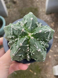Astrophytum myriostygma cv.  Fukuryu OwnRoot Garden DŽcor Boutique 7-8CM Garden Plants
