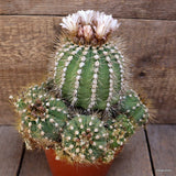 M107 GYMNOCALYCIUM CHACOENSE VERY OLD pot14-H16-W23 cm MaMa Cactus Green Plant