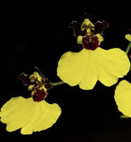 Oncidium Moonshadow 'Tiger Tail' Orchids