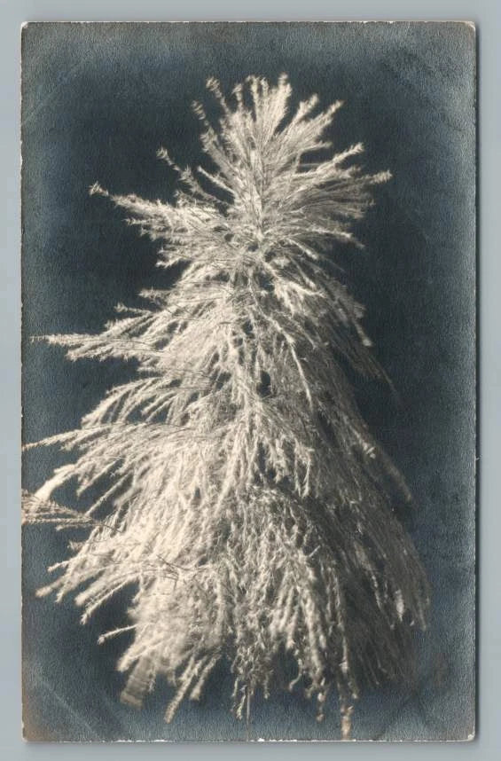 California Pampas Grass RPPC Vintage Photo WWII Soldier Mail San Francisco 1945 Pampas Grass