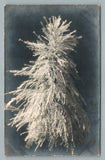 California Pampas Grass RPPC Vintage Photo WWII Soldier Mail San Francisco 1945 Pampas Grass