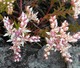 SEDUM WIDOW'S CROSS STONECROP Sedum Pulchellum  - 200 Bulk Seeds Garden Plants