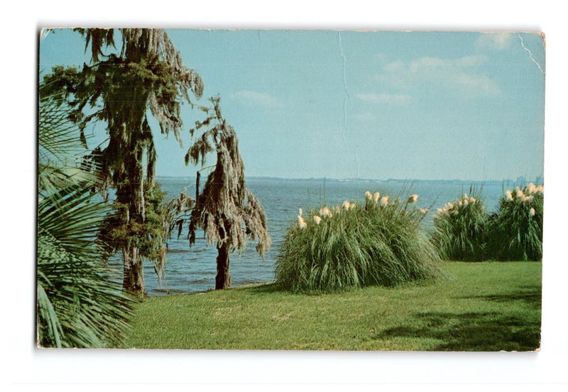 Lake Charles, Louisiana, View across the lake, Pampas Grass and Moss, Postcard Pampas Grass