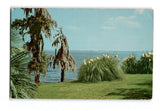 Lake Charles, Louisiana, View across the lake, Pampas Grass and Moss, Postcard Pampas Grass