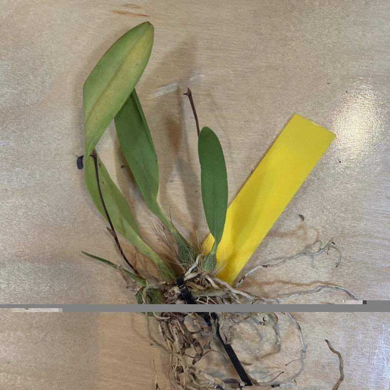 Orchid live Encyclia bipapulares - bare root Orchids