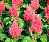 CELOSIA NANA GLITTERS SALMON PINK Celosia Plumosa - 250 Bulk Seeds Flowering Plants