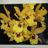 ORCHID PLANT Epic Jackie Bright Hilo stars 2 in pot #2 Orchids