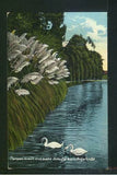 Postcard Los Angeles California Pampas grass Echo Park Pampas Grass