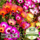 Color Mix Ice Plant Ground Cover Seeds | Fresh Garden Seeds Garden Plants