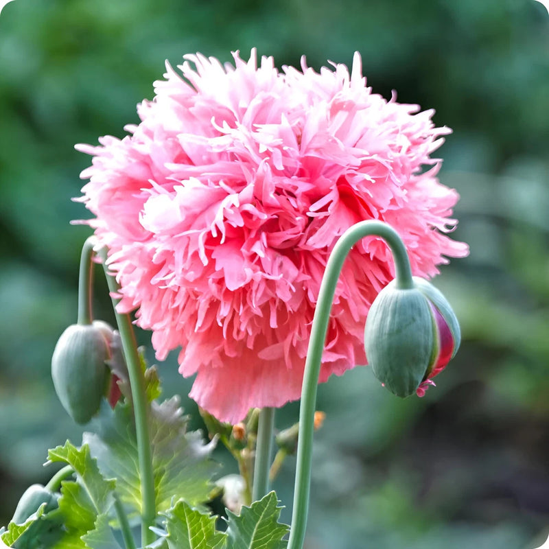 1,000 Rose Peony Poppy Seeds ÐP. Somniferum - Fluffy Rose Pink Blooms! Peony