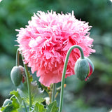 1,000 Rose Peony Poppy Seeds ÐP. Somniferum - Fluffy Rose Pink Blooms! Peony