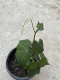 1 Prickly Chayote Squash Plant Live Plant 8Ó Mirliton Squash Ready To Plant Green Plant