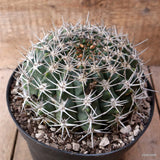 D7871 GYMNOCALYCIUM MOSTII pot18-H10-W14 cm MaMa Cactus Green Plant