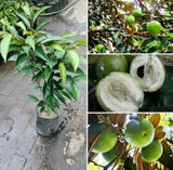 Green Kenitu Grafted Seedling Free Phytosanitary Certificate Grow in Pot Green Plant