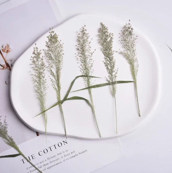 Dried Pressed Flowers,Eragrostis ferrugine Dried grass,dry flower 6 PCS Dried Flower