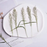 Dried Pressed Flowers,Eragrostis ferrugine Dried grass,dry flower 6 PCS Dried Flower