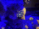 Baby Chicago Sunburst Anemone 1-inch WYSIWYG Anemone