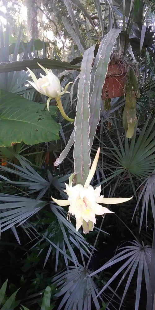 White orchid cactus cutting with hanging stems and large pale flowers