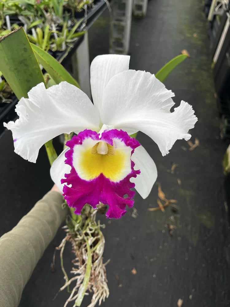 Pot-rooted Cattleya orchid with white ruffled petals, purple rim, and yellow center