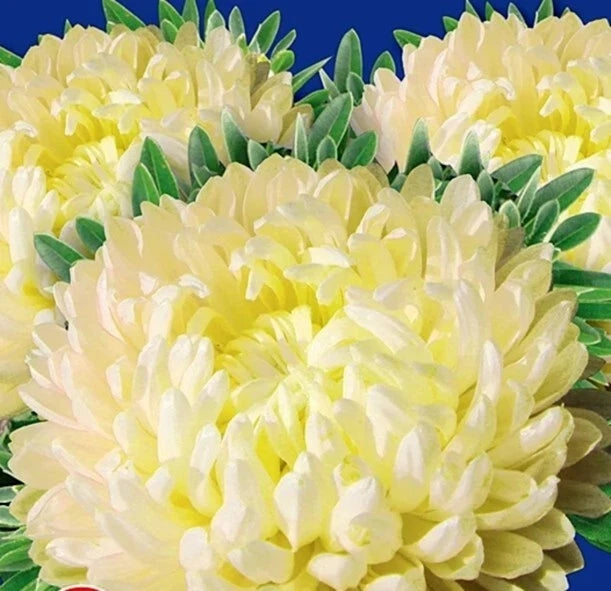 Creamy yellow peony flower cluster with green leaves