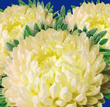 Aster se_ds, about 125 Aster Golden Tower se_ds, rare heirloom organic #442 Peony