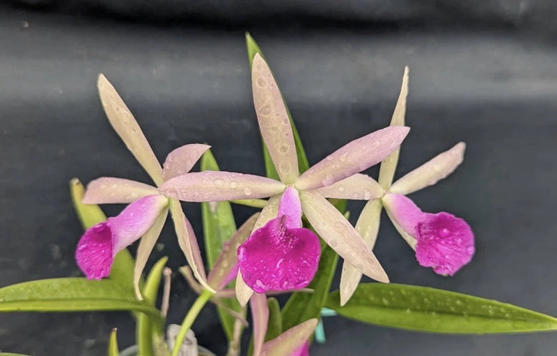Pink and cream orchid stems with green leaves