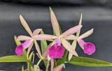 Bc. Playa Ogunquit Orchids