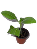 Toilet Paper Plant (Blue Spur) Garden Plants