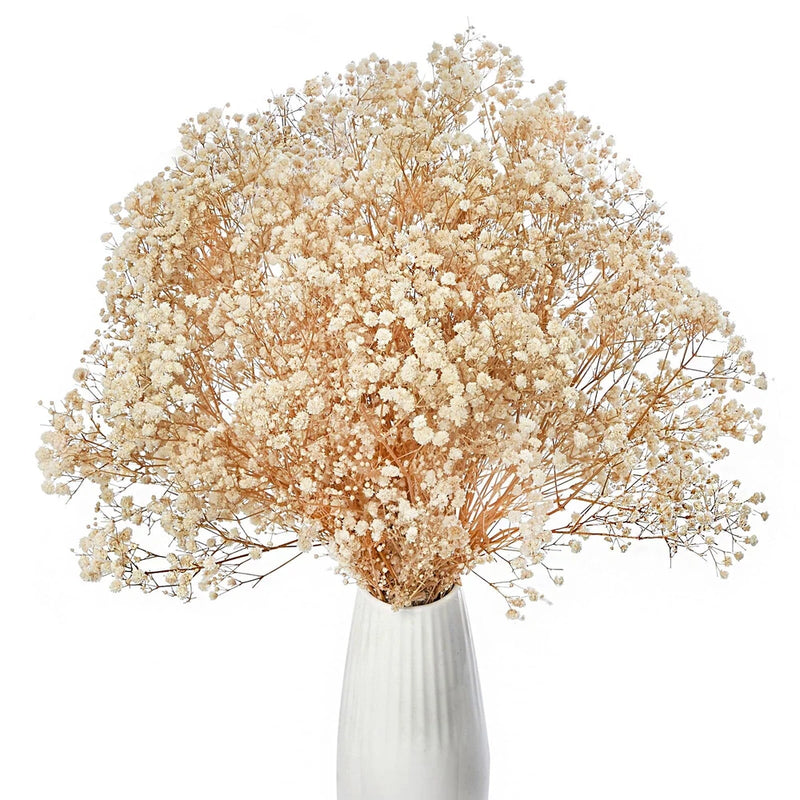 Dried baby's breath flowers bouquet with airy white blooms in clear vase