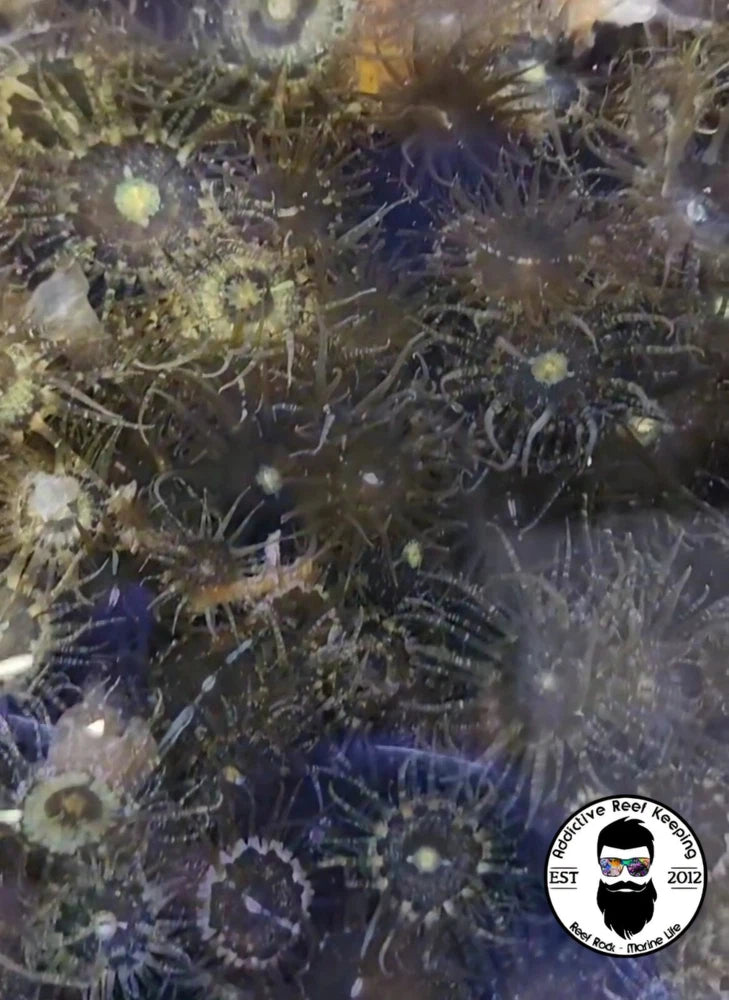 Live Aiptasia Pallida tagetes Anemone Approx 50 Pack 1/4 cup Berghia Food Anemone
