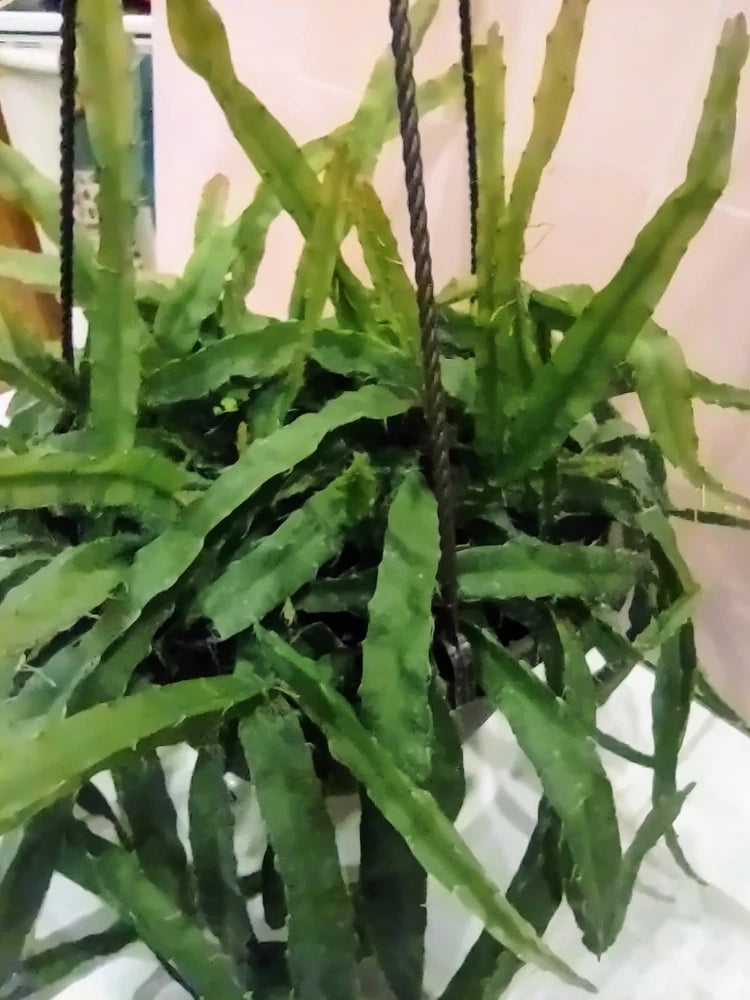 Unrooted green cactus cutting with flat, paddle stems in clump