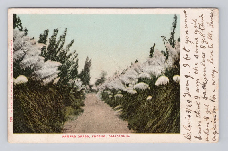 Postcard Pampas Grass Fresno California posted Pampas Grass
