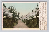 Postcard Pampas Grass Fresno California posted Pampas Grass