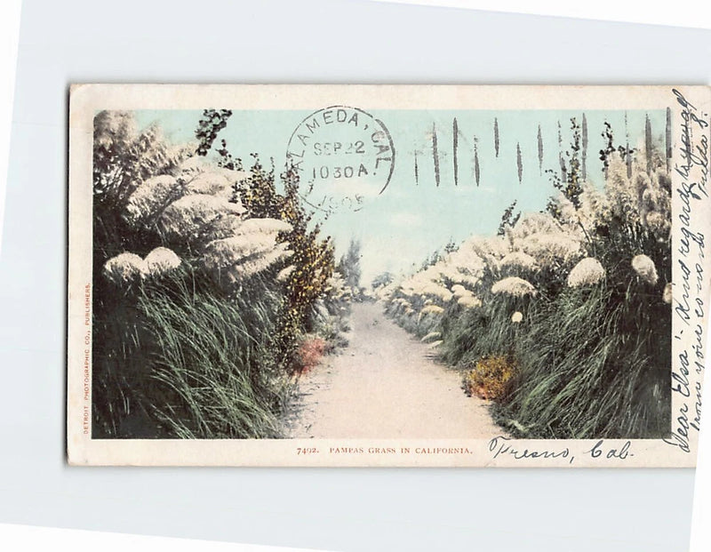 Postcard Pampas Grass In California USA Pampas Grass
