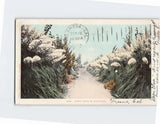 Postcard Pampas Grass In California USA Pampas Grass