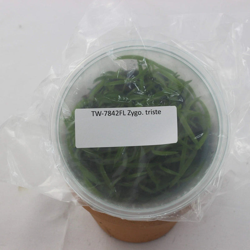 Clear plastic plant container with dark green stems and leaves, round lid