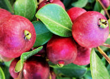 Set of 2 Strawberry Guava Plant - 5-9