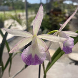 Orchid Live Brassavola Nodosa X Cattleya Lulu Orchids