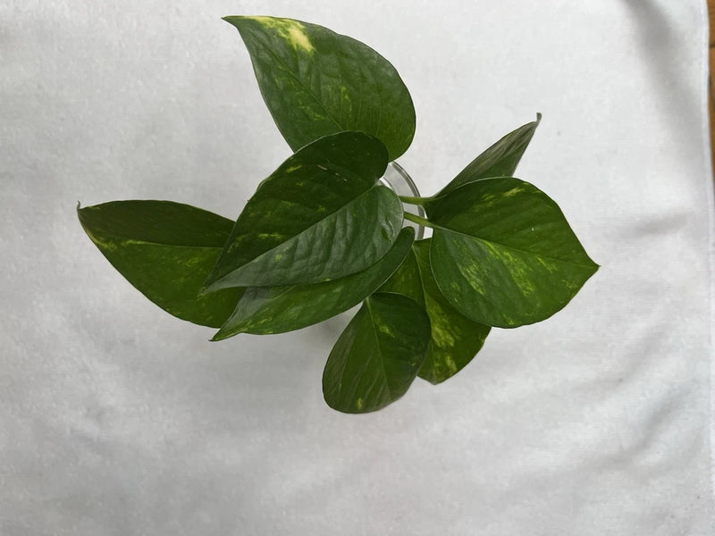 Golden PothosÐ 4 Healthy Rooted Cuttings ÐEasy Care, Fast Growing Indoor Plant! Green Plant