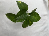 Golden PothosÐ 4 Healthy Rooted Cuttings ÐEasy Care, Fast Growing Indoor Plant! Green Plant