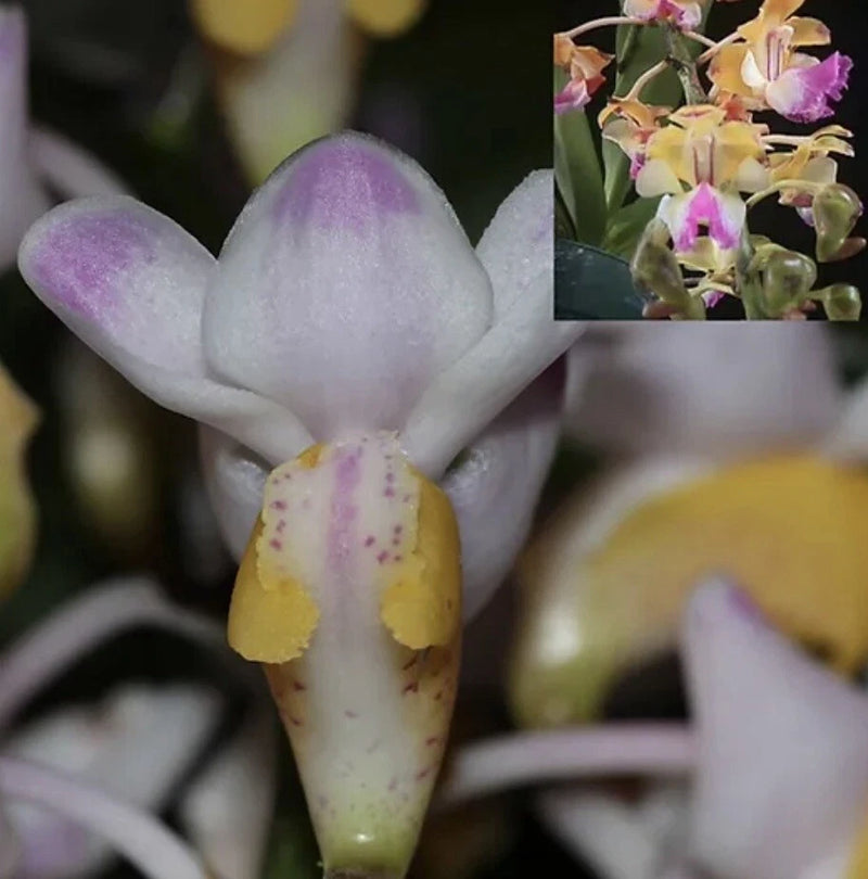 Hanging pot orchid flower with pale lavender petals and yellow-pink speckled lip