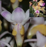 Aer. quinquevulnera x Aer. houlletiana Hang Pot Orchids