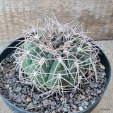 D5743 GYMNOCALYCIUM SPEGAZZINII pot14-H6-W9 cm MaMa Cactus Green Plant