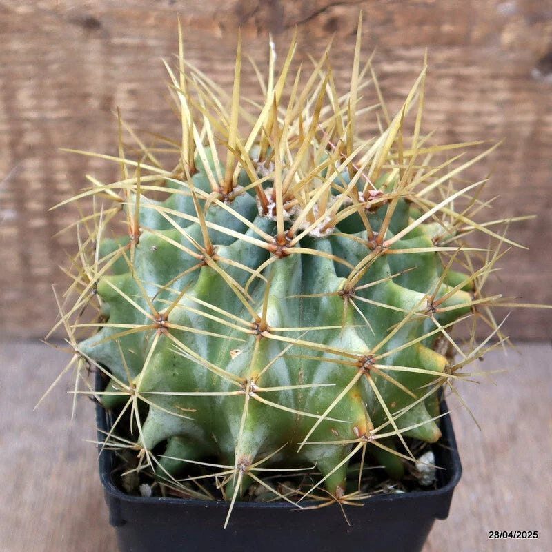 Green globe cactus with sharp spines in a black pot
