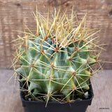 A2041 FEROCACTUS GLAUCESCENS pot9-H10-W12 cm MaMa Cactus Green Plant