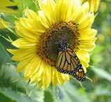Vibrant Lemon Queen Sunflower Seeds for Planting - Heirloom Attracts Pollinators Sunflower