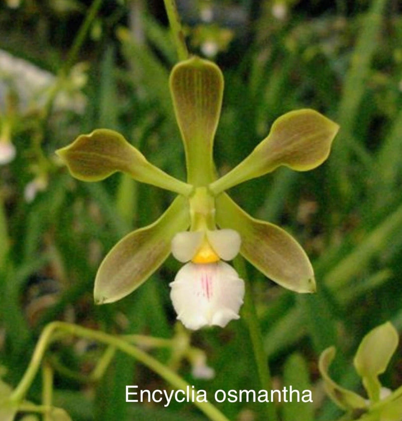 Orchid live Encyclia osmantha - rare - bare root Orchids