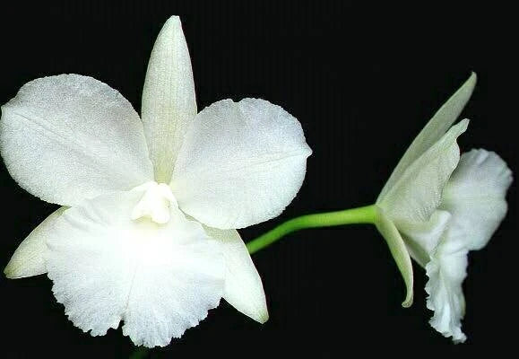 (728-1) Den. White Sprite Mini      FS Orchids