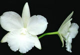 (728-1) Den. White Sprite Mini      FS Orchids